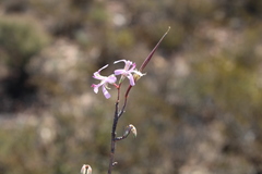 Pelargonium karooicum