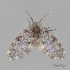 Paramormia corniculata