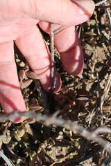 Pelargonium karooicum