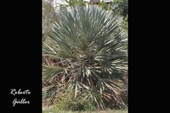 Trithrinax campestris