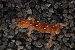 Chondrodactylus angulifer