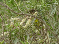 Buddleja salviifolia