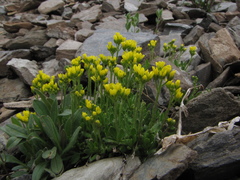 Draba oreades