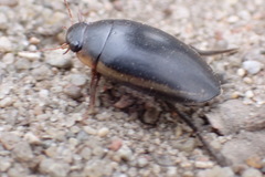 Hydaticus seminiger