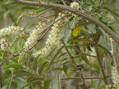 Buddleja salviifolia