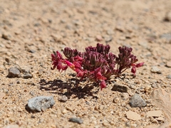 Caesiae