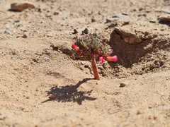 Caesiae