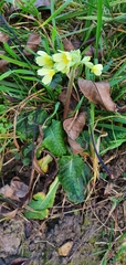 Primula elatior