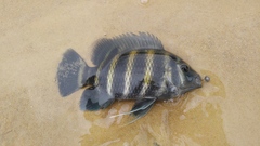 Heterotilapia buettikoferi