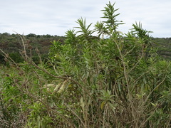 Buddleja salviifolia