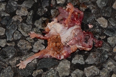 Chondrodactylus angulifer