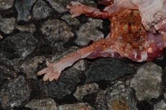 Chondrodactylus angulifer