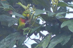 Neopsittacus musschenbroekii