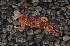 Chondrodactylus angulifer
