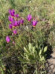 Primula poetica