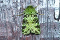 Pachythrix smaragdistis