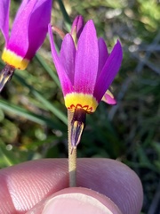 Primula poetica