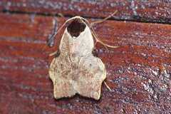 Macaduma costimacula