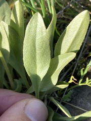 Primula poetica