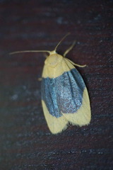 Darantasia cyanifera