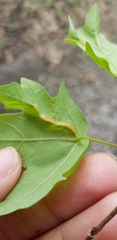 Dasineura communis