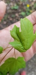 Dasineura communis