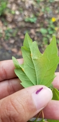 Dasineura communis