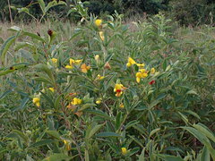Argyrolobium frutescens