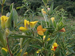 Argyrolobium frutescens