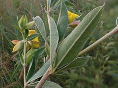 Argyrolobium frutescens