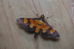 Aethaloessa