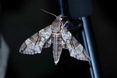 Psilogramma papuensis