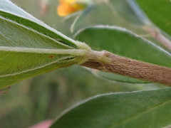 Argyrolobium frutescens