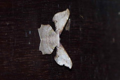 Xylinophylla maculata