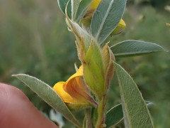 Argyrolobium frutescens