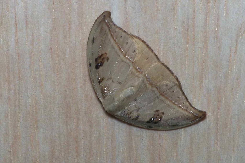 Callidrepana saucia
