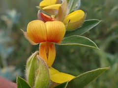 Argyrolobium frutescens