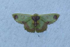 Agathiopsis basipuncta