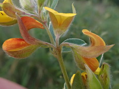 Argyrolobium frutescens