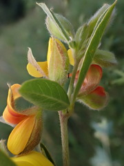 Argyrolobium frutescens