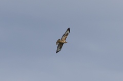 Buteo buteo vulpinus