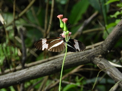 Heliconiini