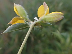 Argyrolobium frutescens