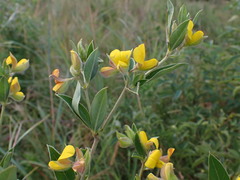 Argyrolobium frutescens