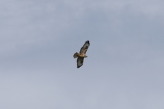 Buteo buteo vulpinus