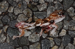 Chondrodactylus angulifer