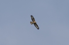 Buteo buteo vulpinus