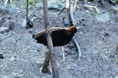 Cicinnurus magnificus