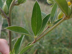 Argyrolobium frutescens
