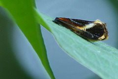 Coryptilum